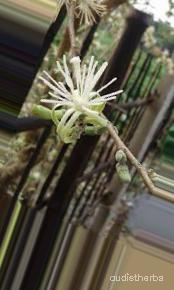 augmented_Alangium lamarckii flower6_0_2378.jpeg